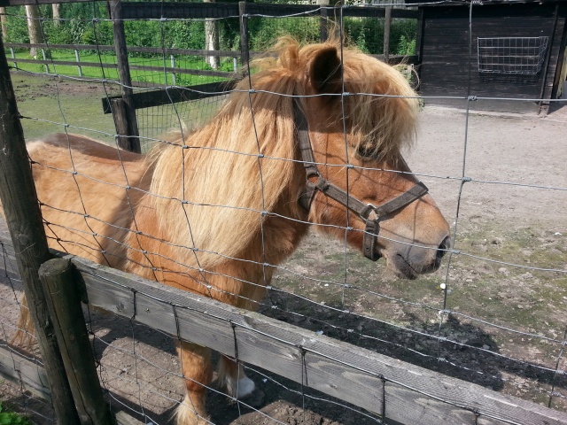 ../fotos/het_verlaat_2016/2016-06-28 16.00.06.jpg